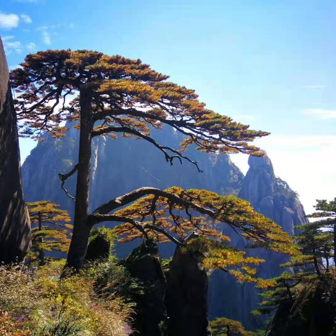 黃山一日游